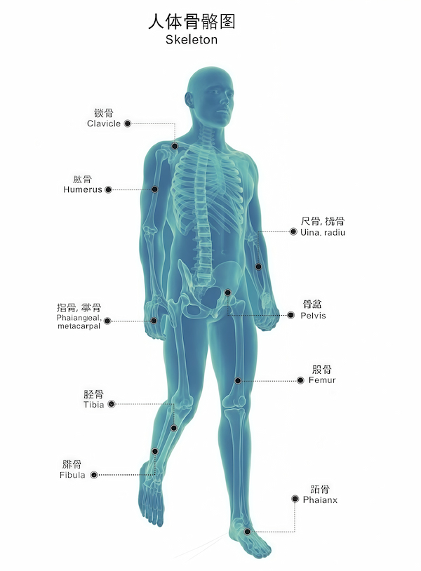 Human Skeleton Diagram